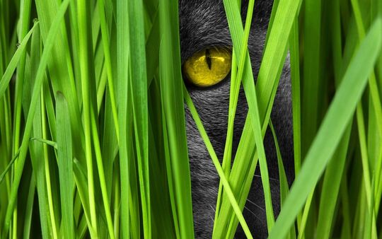Le dispositif Voisins Vigilants, un outil destiné à améliorer la sécurité des personnes et des biens... 
