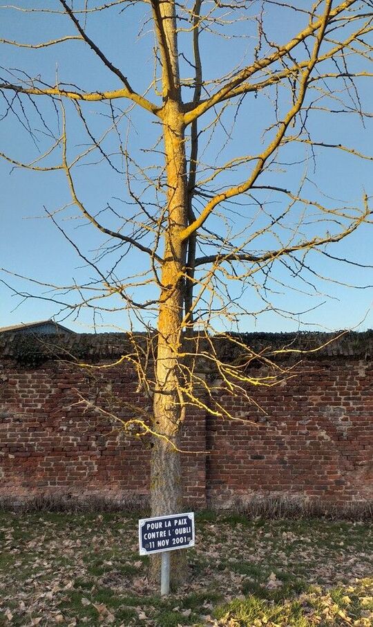 place des combattants - arbre