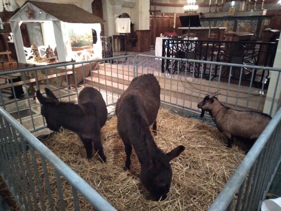 Veillée de Noël à Flesquières - samedi 24 décembre 2022 - Crédit Photo : Mr Fabien Leloir
LA BELLE ORIGINALITE CETTE ANNEE AVEC LA PRESENCE DE DEUX ANES ET D'UNE CHEVRE
(Merci à la ferme pédagogique d'Isabelle et Arnaud pour cette touche très qualitative)